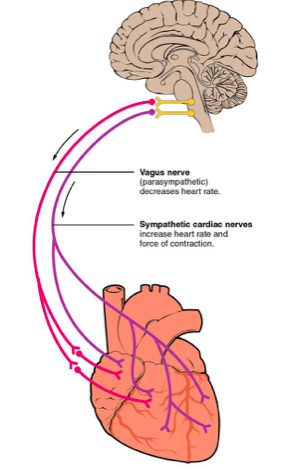 Les bases physiologiques