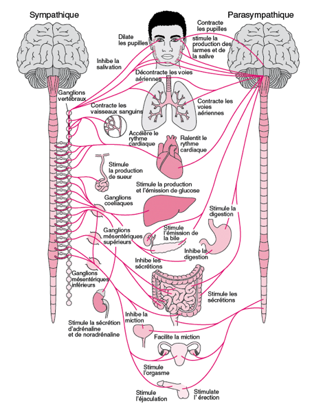 La régulation parasympathique et sympathique